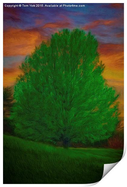 A Tree At Sunset Print by Tom York