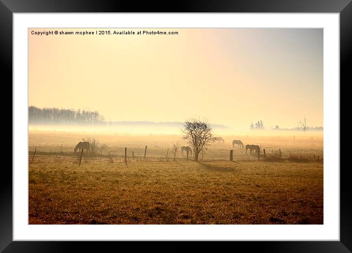  Misty morning on the farm Framed Mounted Print by shawn mcphee I