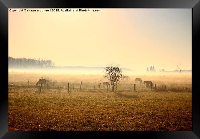  Misty morning on the farm Framed Print by shawn mcphee I