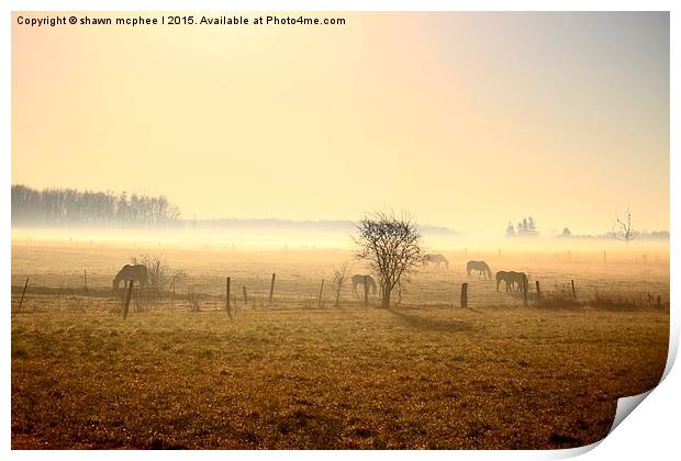  Misty morning on the farm Print by shawn mcphee I