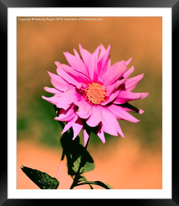  Sun Flower Framed Mounted Print by Nabaraj Regmi