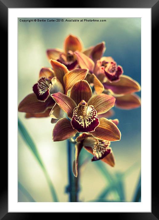  Colourful orchids Framed Mounted Print by Bertie Carter
