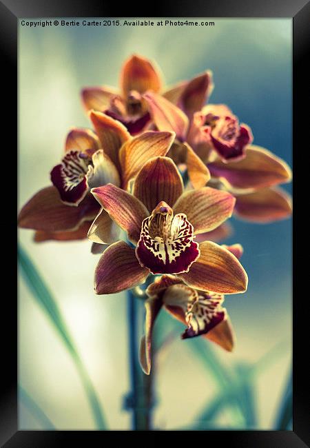  Colourful orchids Framed Print by Bertie Carter