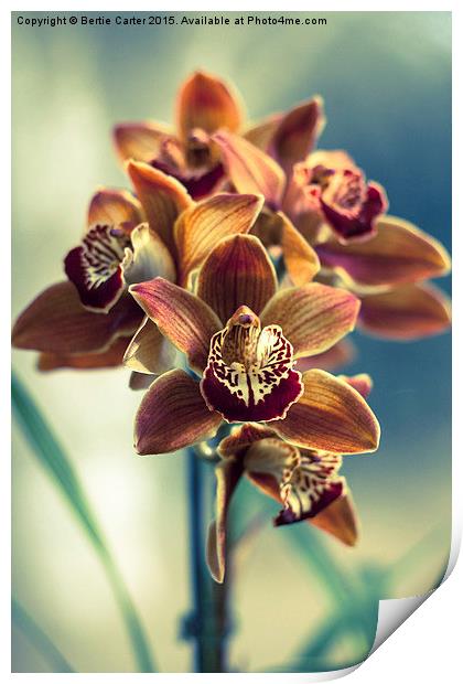  Colourful orchids Print by Bertie Carter