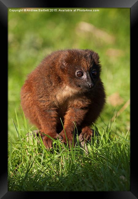 Young Red Bellied Lemur Framed Print by Andrew Bartlett
