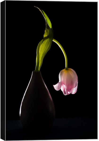  Drooping tulip. Canvas Print by Stephen Giles