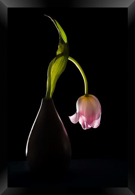  Drooping tulip. Framed Print by Stephen Giles