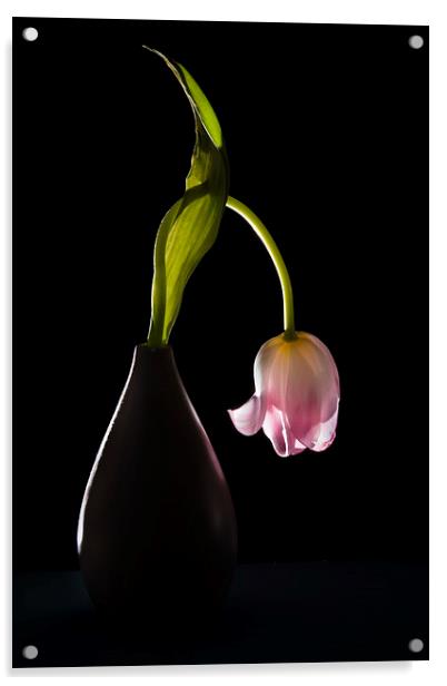  Drooping tulip. Acrylic by Stephen Giles