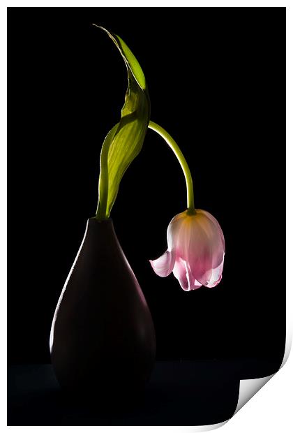  Drooping tulip. Print by Stephen Giles