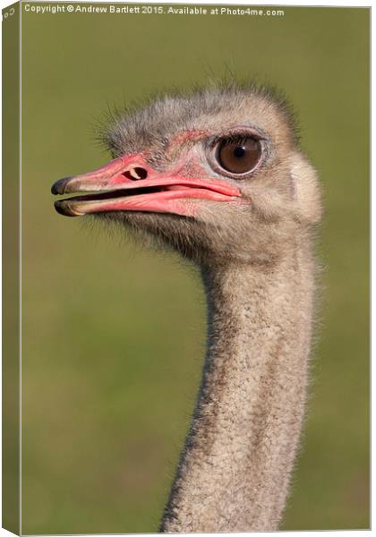  Ostrich Canvas Print by Andrew Bartlett
