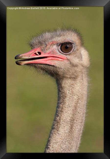  Ostrich Framed Print by Andrew Bartlett