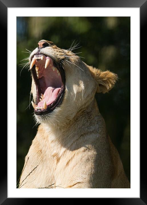  Lioness yawning Framed Mounted Print by Andrew Bartlett