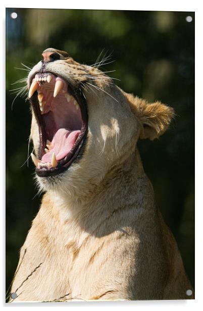  Lioness yawning Acrylic by Andrew Bartlett