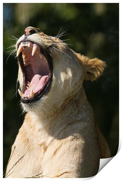  Lioness yawning Print by Andrew Bartlett