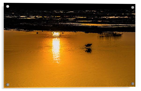 Evening drink with Pied avocet Acrylic by Swapan Banik