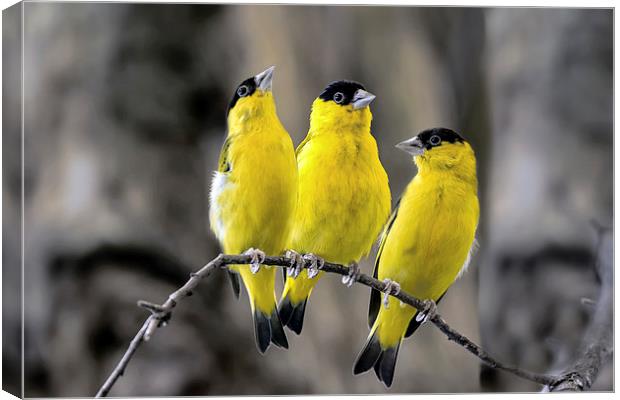 American goldfinch Canvas Print by Kelvin Rumsby