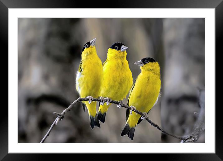 American goldfinch Framed Mounted Print by Kelvin Rumsby