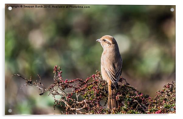  Portrait of Brown Shrike  Acrylic by Swapan Banik