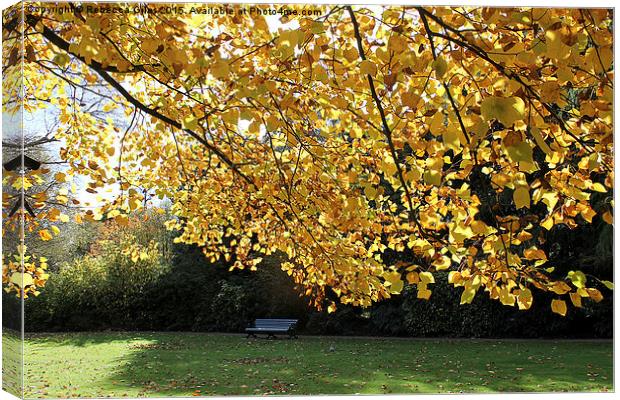  Single Bench in Greenwich Park - Autumn Canvas Print by Rebecca Giles