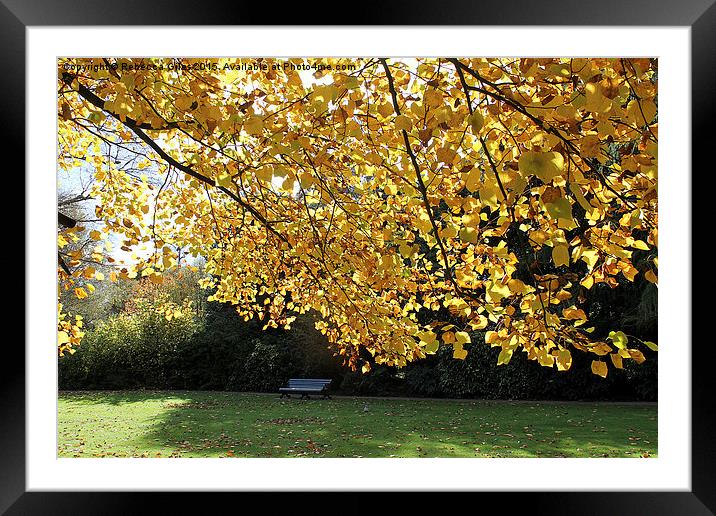  Single Bench in Greenwich Park - Autumn Framed Mounted Print by Rebecca Giles