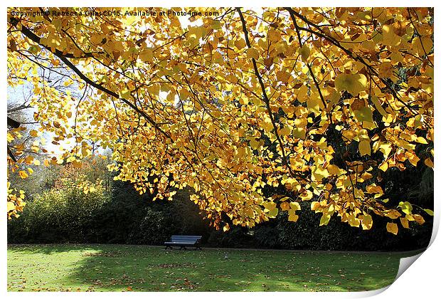  Single Bench in Greenwich Park - Autumn Print by Rebecca Giles
