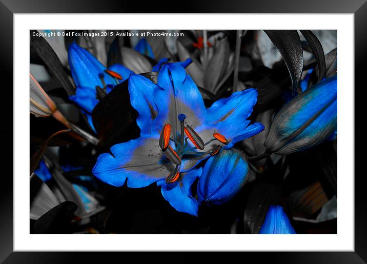 A Vibrant Lilly's First Bloom Framed Mounted Print by Derrick Fox Lomax