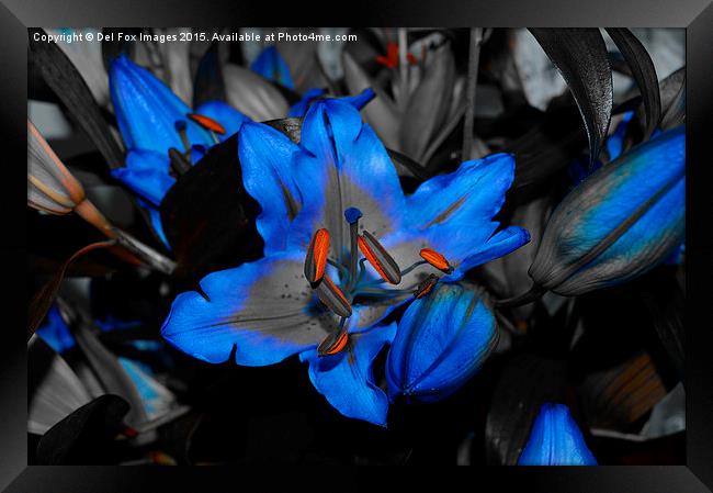 A Vibrant Lilly's First Bloom Framed Print by Derrick Fox Lomax