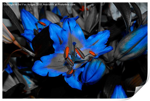 A Vibrant Lilly's First Bloom Print by Derrick Fox Lomax