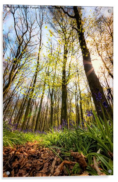 Bluebell Wood Acrylic by Martin Parratt