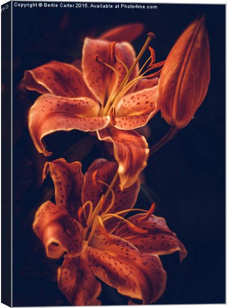  Red lilies Canvas Print by Bertie Carter