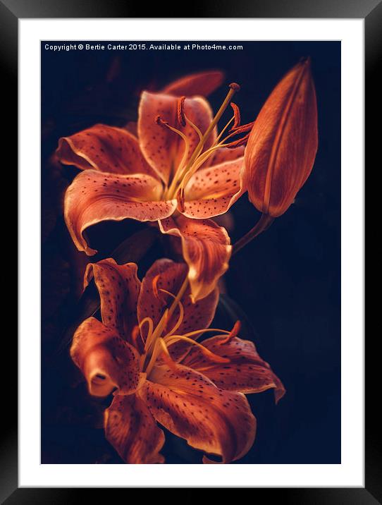  Red lilies Framed Mounted Print by Bertie Carter