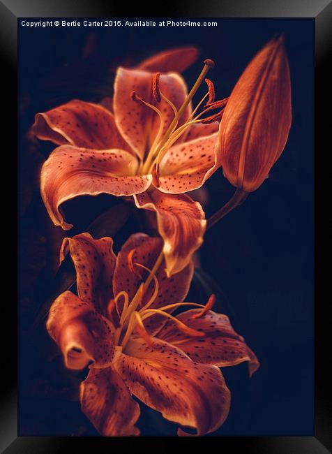  Red lilies Framed Print by Bertie Carter