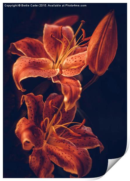  Red lilies Print by Bertie Carter