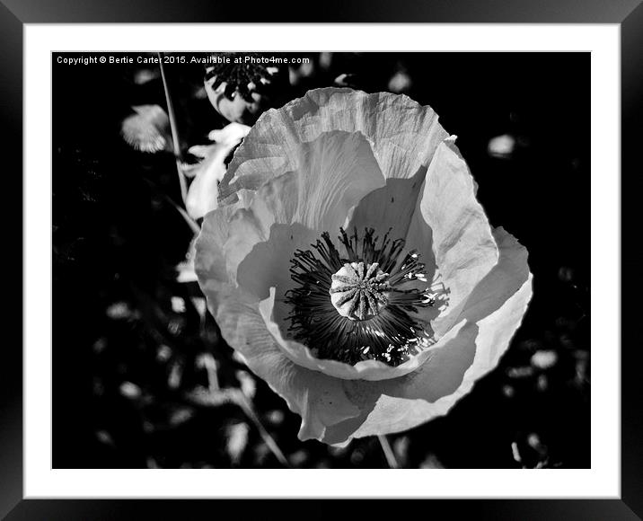  Poppy Flower Framed Mounted Print by Bertie Carter