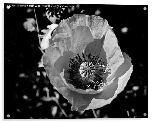  Poppy Flower Acrylic by Bertie Carter