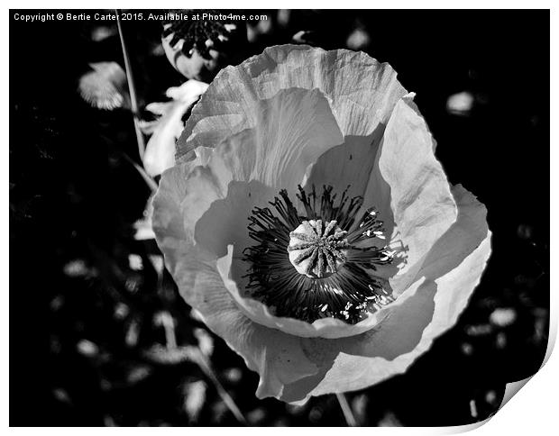  Poppy Flower Print by Bertie Carter