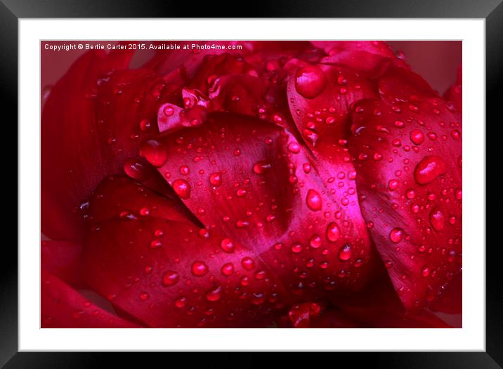 Red wet flower Framed Mounted Print by Bertie Carter