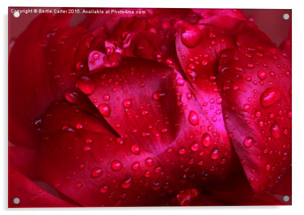 Red wet flower Acrylic by Bertie Carter
