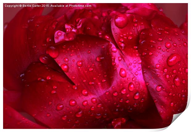 Red wet flower Print by Bertie Carter