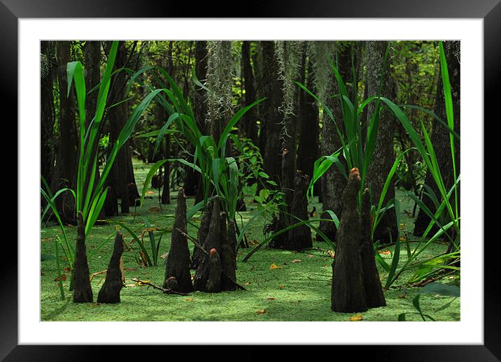 Swamp Grass Framed Mounted Print by Karen Harding