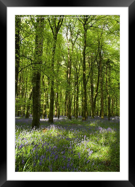  Bluebell Forest Framed Mounted Print by Nicola Lee