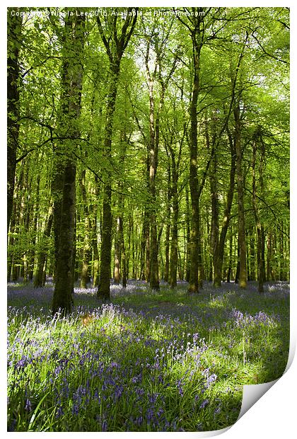  Bluebell Forest Print by Nicola Lee