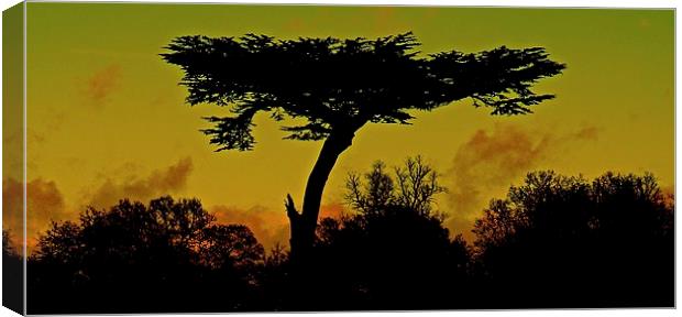  Tree outlined in dramatic skies Canvas Print by Sue Bottomley