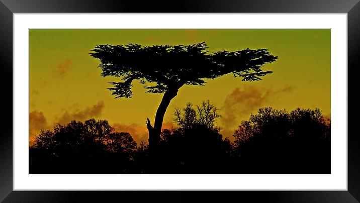  Tree outlined in dramatic skies Framed Mounted Print by Sue Bottomley