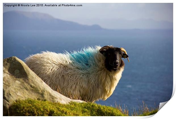  Daredevil sheep Print by Nicola Lee