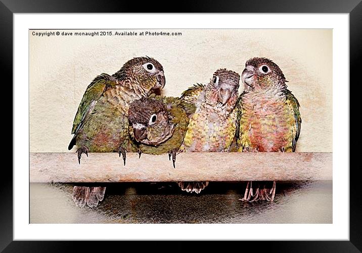 The Conures Framed Mounted Print by dave mcnaught