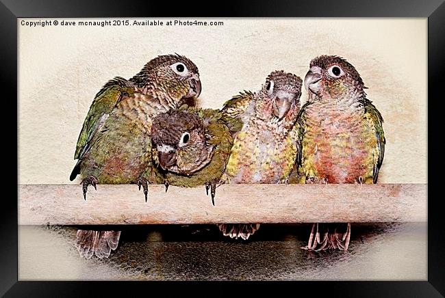 The Conures Framed Print by dave mcnaught