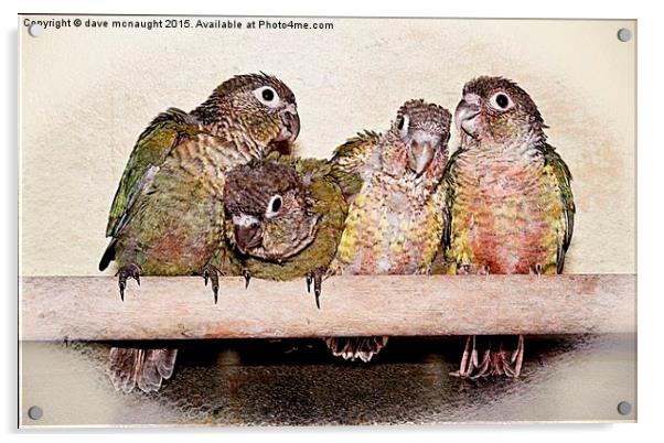 The Conures Acrylic by dave mcnaught