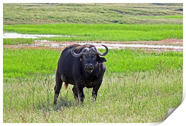 African Buffalo Print by Tony Murtagh