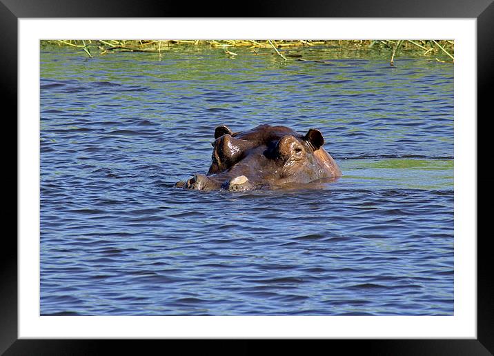 Hippo Swimming  Framed Mounted Print by Tony Murtagh